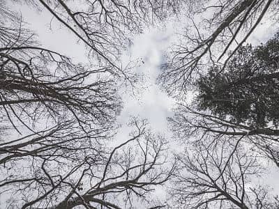 Braseros eléctricos para el invierno