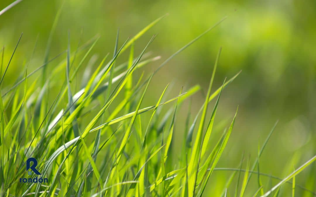 césped natural