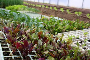 construir huerto con sustrato