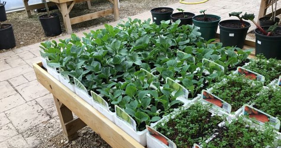 Cómo construir un huerto en tu hogar