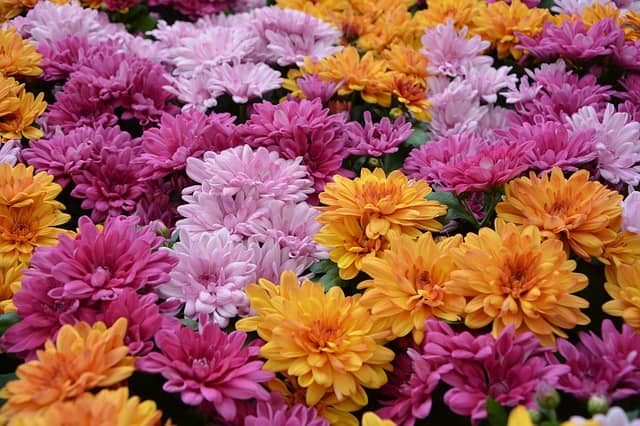 Flores para difuntos