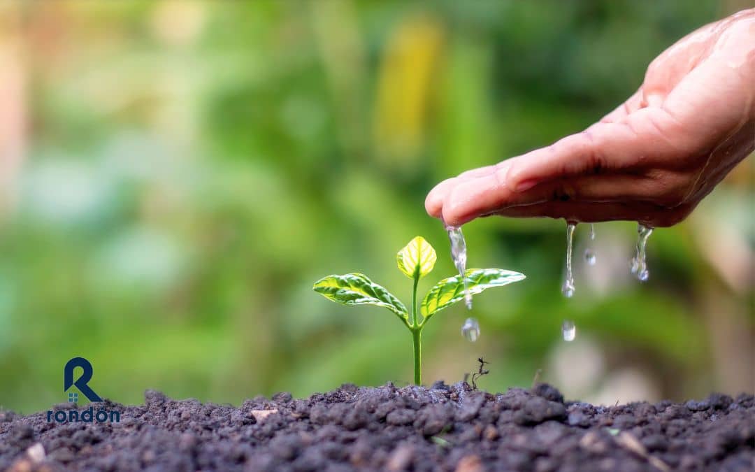 La importancia de regar las plantas